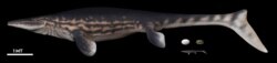 An illustration of a marine reptile and its fossil egg, found in Antarctica, are seen in this handout obtained by Reuters on June 16, 2020. (University of Chile/Handout via Reuters)