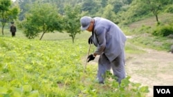 2013年6月，裴埈皓在朝鲜卫兵的监视下在农田里劳动。

