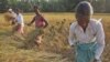 Peradaban India Berubah Sesuai Perubahan Iklim