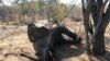 Zimbabwe Officials Blame Bacterial Disease for Elephant Deaths 