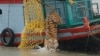 Census Reveals 182 Tigers Left in World’s Biggest Natural Reserve