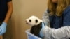 Giant Panda Cub Update: Smithsonian's National Zoo, Oct. 17, 2013. Photo: Bill Clements, Smithsonian's National Zoo