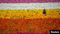 A field worker picks Ranunculus flowers at "The Flower Fields" in Carlsbad, California, U.S., April 1, 2021.
