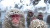 Japanese wild monkeys enjoy an open-air hot spring at the Jigokudani (Hell's Valley) Monkey Park, at Yamanouchi town near Shigakogen ski resort, in Nagano prefecture, January 24, 2012.
