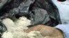 Biodegradable plastics can be made from chicken feathers