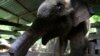Kena Perangkap Pemburu Liar, Bayi Gajah di Aceh Kehilangan Separuh Belalai