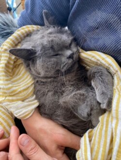 Ponzu, a cat, in an alleged attack at a Brooklyn park on April 4, 2021 (Credit: @Ponzucoolcat)