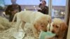 Inggris Larang Toko Hewan Peliharaan Jual Anak Anjing dan Anak Kucing