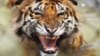 Seekor harimau Bengal sedang berendam di kolam di dalam kandang di Kebun Binatang Alipore di Kalkuta, 20 Juni 2018. Para ilmuwan mengatakan hanya tersisa enam sub spesies harimau di dunia saat ini.
