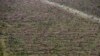 Shrinking World’s Forests ‘in Emergency Room’ 