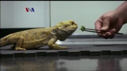 Mandiri Periksa Kesehatan di Akuarium Baltimore