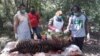 Seekor Harimau Sumatra di Aceh Mati Diracun