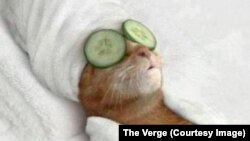 Pengguna media sosial di Belgia mengatasi stress terkait ancaman teroris di Brussels, Belgia dengan memasang foto-foto kucing. Foto kucing ini dipasang di Twitter oleh @exTimUpperClass, menurut situs The Verge..