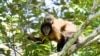Monkey Mariners Made Monumental Migration 21 Million Years Ago