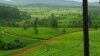 በኢሉባቦርአሌ ወረዳ ጉመሮ ሻይ ፋብሪካ /ፋይል ፎቶ/
