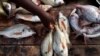 Fish for sale in Dakar, Senegal (2012 photo)