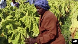 Fodya inonzi yave kukasika kuibva nekuda kwemvura yawandisa.