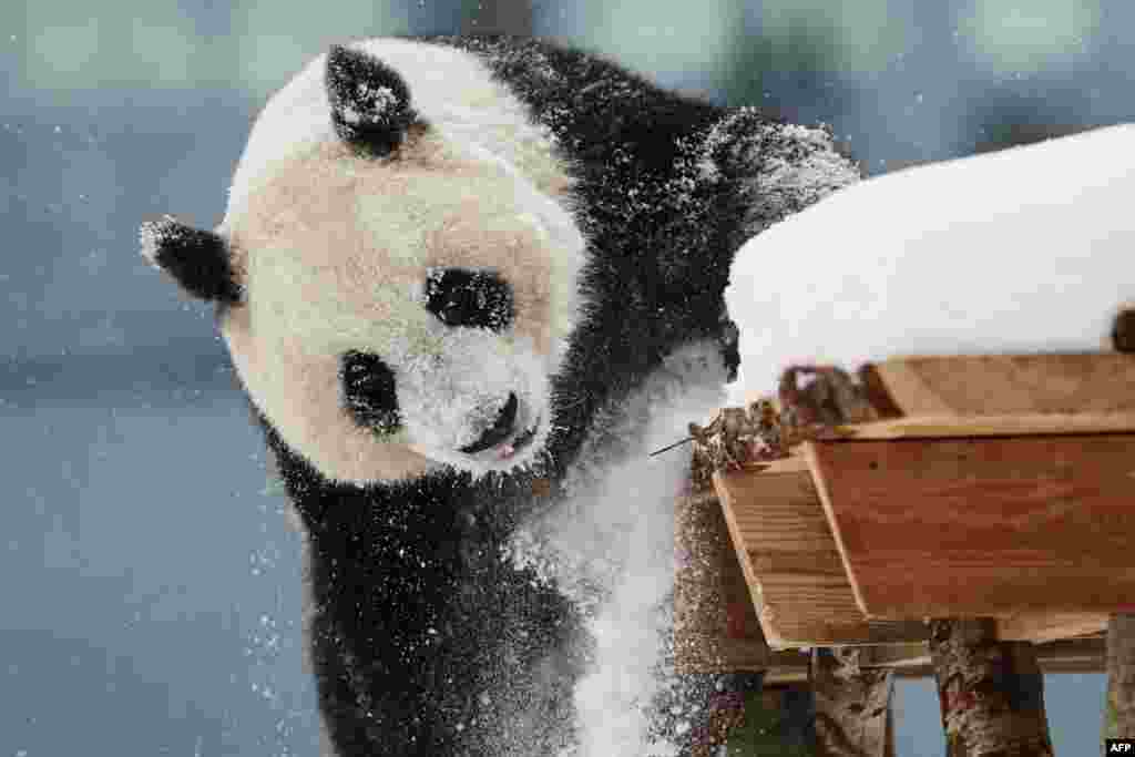 2018年2月17日,在芬兰市镇艾赫泰里的动物园的白雪熊猫度假村开幕日,雌性大熊猫“金宝宝” 在雪中玩耍。 目前在欧洲有大熊猫的国家有奥地利、英国、比利时、法国、德国、荷兰、西班牙和芬兰。