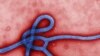 New Ebola Vaccine Proves Effective in Mice
