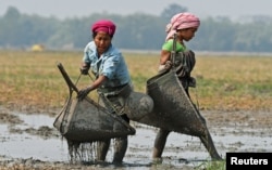 Women from the Tiwa tribe catch fish in a wetland at Dharamtul village in Nagaon district, in the northeastern state of Assam, India, February 19, 2017.