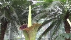 華盛頓植物園展出獨特巨花