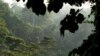 FILE - This file photo dated Sunday Aug. 24, 2008 shows the rainforest in Kakum National Park, Ghana. 