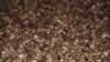 FILE - Coffee beans. (D. Schearf/VOA)