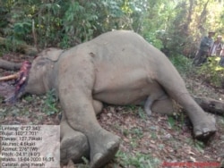 Tim dokter BKSDA Aceh saat melakukan bedah bangkai gajah Sumatera di Aceh Timur, Jumat (17/4). (Foto: Courtesy/BKSDA Aceh)
