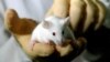FILE - New research indicates that exposing laboratory mice to air pollution affects their brain development. 