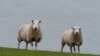“Baa Baa Land” แผนการตลาดกับภาพยนตร์ฝึกสมาธิและการนอนหลับ