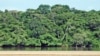 Breakthrough Agreement Will Combat Illegal Timber Trade in Congo