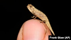 Madagascar Tiny Chameleon