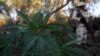 Mexico's President Says He Is Open to Legalizing Medical Marijuana