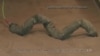 Robot Takes Cues from Deadly Rattlesnakes