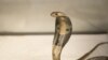 FILE - A Dec. 18, 2015, photo provided by the Wildlife Conservation Society, shows an 18-inch, one-year-old cobra is shown. Cobras and vipers are among the most venomous snakes in Myanmar.