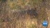 Zimbabwe Says Dehorning Rhinos Paying Off