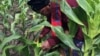 Zimbabwean Farmers in Pitched Battle Against Destructive Armyworms