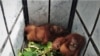 Dua anakan orangutan Sumatera yang berhasil diselamatkan saat berada di kantor Balai Besar Taman Nasional Gunung Leuser di Kota Medan, Jumat 10 Januari 2020. (VOA/Anugrah Andriansyah).