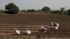 Indian Scientist Puts Crop That Fights 'Hidden Hunger' on the Map 