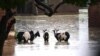 Help Arrives for Animals in Malawi's Flood-ravaged South