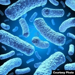 Multi-drug-resistant tuberculosis bacteria. (Credit: U.S. Centers for Disease Control and Prevention)
