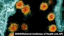 Virus Outbreak-Reinfection