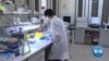 Scientists Enlist Bacteria to Help Fight Dengue Virus