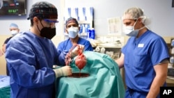 Members of the surgical team show the pig heart for transplant into patient David Bennett in Baltimore, Jan. 7, 2022, in this photo provided by the University of Maryland School of Medicine.