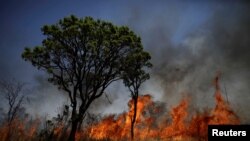 Kebakaran hutan di Taman Nasional Brasilia, di Brasilia, Brazil, 19 September 2017. 