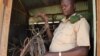 Tom Okello in the shed where the Uganda Wildlife Authority keeps snares it has found, Nov. 2, 2013. (VOA/Hilary Heuler)