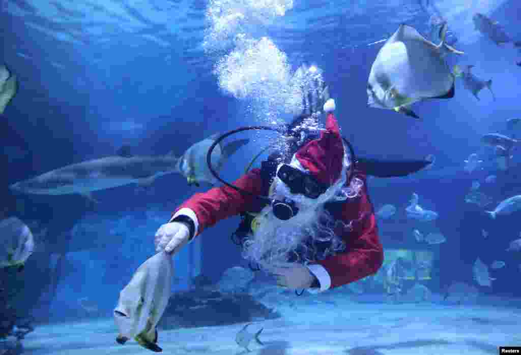A diver dressed as Santa Claus swims inside a fish tank at the Tropicarium aquarium in Budapest, Hungary.
