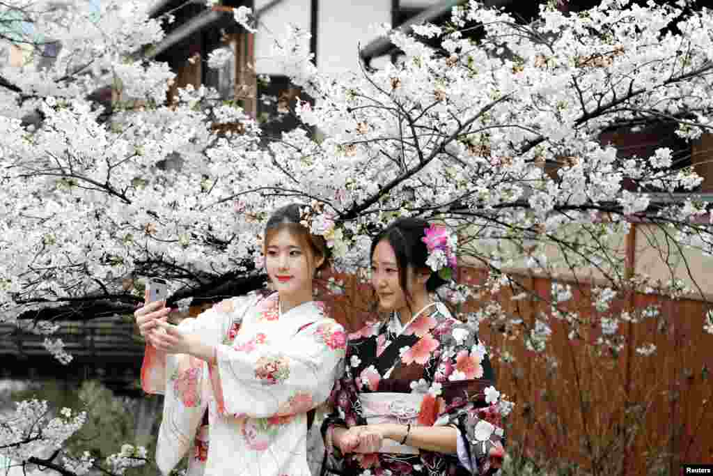 日本京都市,女子穿和服在樱花树下拍照(2017年4月7日)。套用中国古诗来说,4月7日天气新,樱花树边多丽人,人面樱花交相映。2018年3月9日中国携程公司的《2018全球赏花旅游趋势报告》说,以油菜花、桃花、樱花为关键字的搜索量环比增长超过500%。 报告预计, 今年樱花季3月下旬到4月下旬将有60万中国游客赴日本赏樱。