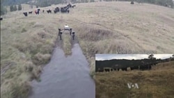 Cattle-herding Robot Takes Over a Dog’s Job