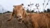 Kambing Bantu Berantas Rumput Liar di Taman Kota New York